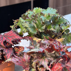 BEGONIA Rex Spacestars Mix