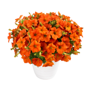 PETUNIA Inferno The Orange!