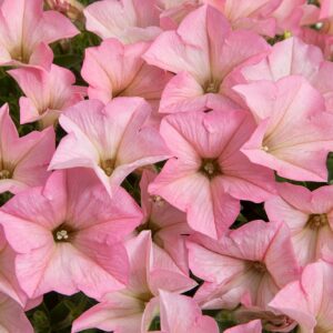 PETUNIA Surfinia® Heavenly Cashmere Pink *New