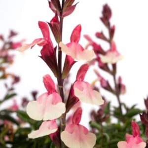 SALVIA Vibe Ignition Sunrise