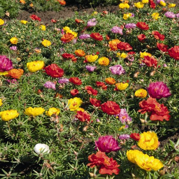 PORTULACA Sundial Caliente™ Mix High Q Greenhouses Ltd.