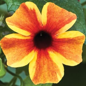THUNBERGIA (Black Eyed Susan) Sunny Susy® Amber Stripes