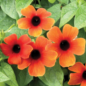 THUNBERGIA (Black Eyed Susan) Sunny Susy® Glow