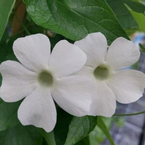 THUNBERGIA (Black Eyed Susan) Sunny Susy® White Wedding