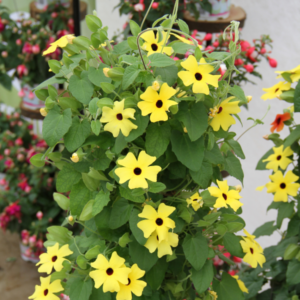 THUNBERGIA (Black Eyed Susan) Sunny Susy® Yellow Black Eye