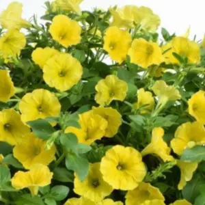 PETUNIA Capella™ Hello Sunshine *New