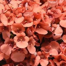 DIASCIA Piccadilly Dark Salmon