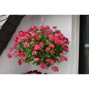 GERANIUM IVY Great Balls Of Fire Stars and Stripes