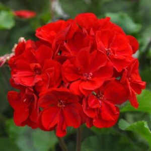 GERANIUM ZONAL Moonlight™ Red Dark 26