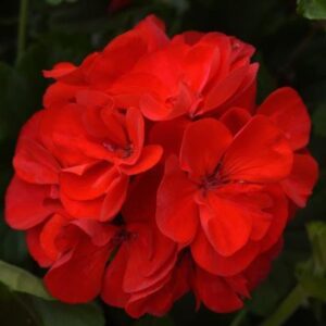 GERANIUM ZONAL Sunrise™ Red
