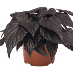 IPOMOEA Black Heart
