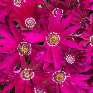 PERICALLIS Senetti® Bright Carmine *New