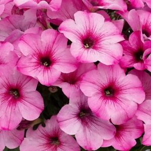 PETUNIA Crazytunia® Pink Cloud *New