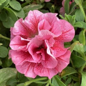 PETUNIA DOUBLE SweetSunshine™ Pink Red Vein