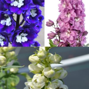 DELPHINIUM Mix (Larkspur)