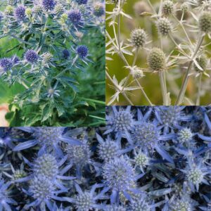 ERYNGIUM Mix (Sea Holly)