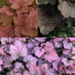 HEUCHERA Mix #1 (Coral Bells)