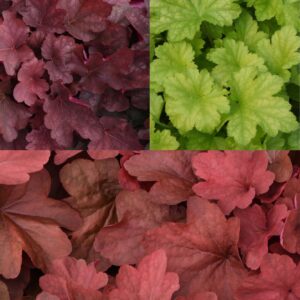 HEUCHERA Mix #2 (Coral Bells)