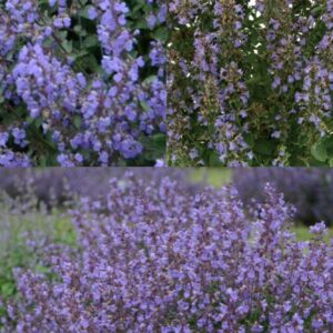 NEPETA Mix (Cat Mint)