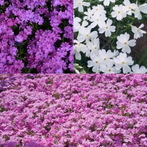 PHLOX Creeping Mix