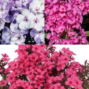 PHLOX Upright Mix