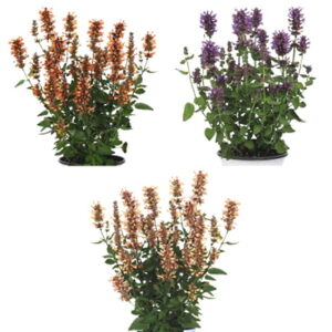 AGASTACHE Mix