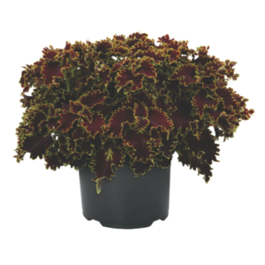 COLEUS Main Street Portage Avenue