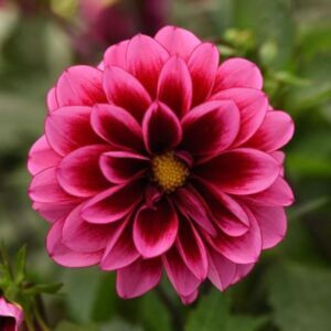 DAHLIA Dalaya® Cranberry *New
