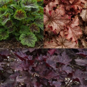 HEUCHERA Mix #3 (Coral Bells)