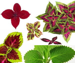 COLEUS Growers Mix