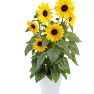 HELIANTHUS Sunfinity Yellow (Sunflower)