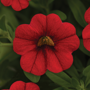CALIBRACHOA MiniFamous® Neo Vampire