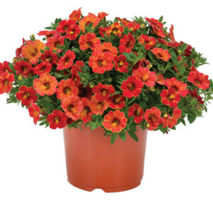 CALIBRACHOA Rainbow Orange Oasis