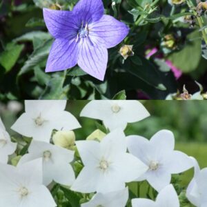 PLATYCODON- Balloon Flower Mix