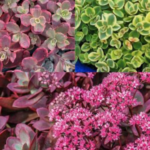 SEDUM-Cauticola Mix #1