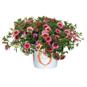 CALIBRACHOA Rainbow Dragon Berry *New