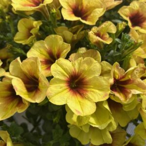 PETUNIA Crazytunia® Bananarama *New