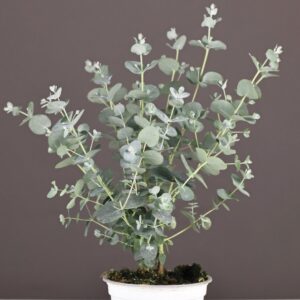 EUCALYPTUS Silver Drop *New