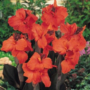 CANNA Orange Chocolate