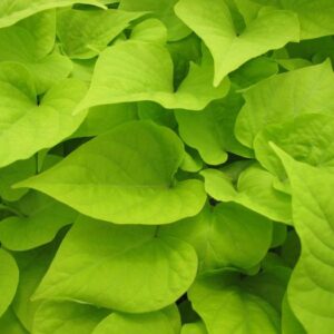 IPOMOEA Bright Ideas Cordate Lime