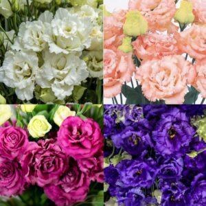 LISIANTHUS Voyage 2 Mix