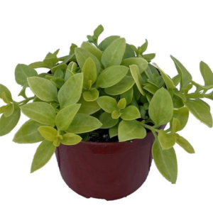 MEZOO Aptenia Golden Cascade NEW*