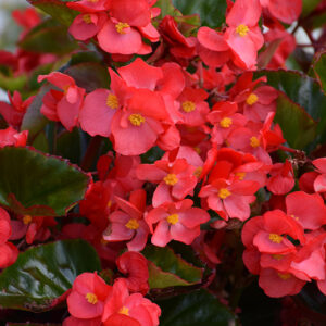 BEGONIA Megawatt Red Green Leaf