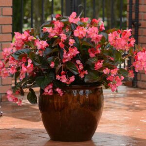 BEGONIA Megawatt Rose Bronze Leaf