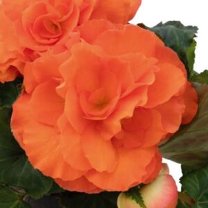 BEGONIA Nonstop Sunset