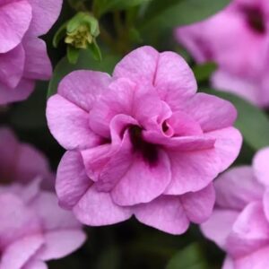 CALIBRACHOA DOUBLE MiniFamous® Uno Light Pink 26 *New