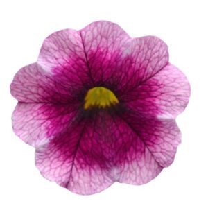 CALIBRACHOA MiniFamous® Neo Rose Flash *New