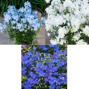 DELPHINIUM Hunky Dory Mix