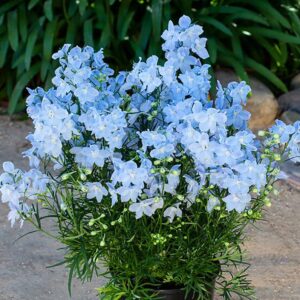 DELPHINIUM Hunky Dory Sky Blue