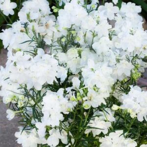 DELPHINIUM Hunky Dory White